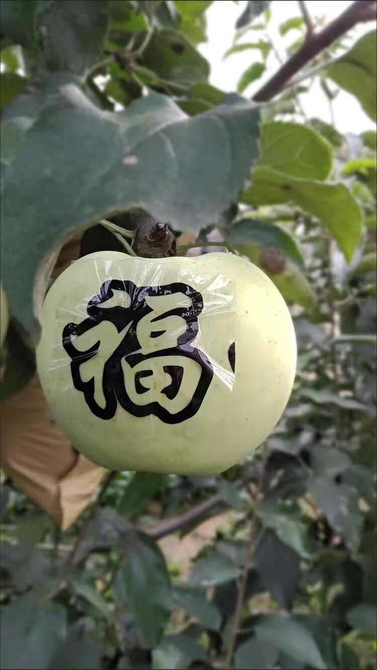 一千贴鲜果贴纸苹果字帖水晶红富bopp胶带