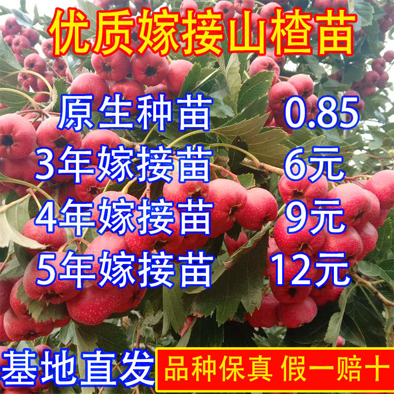 山楂树苗嫁接南北方种植盆栽地栽庭院当年结果甜红五楞金星果树苗