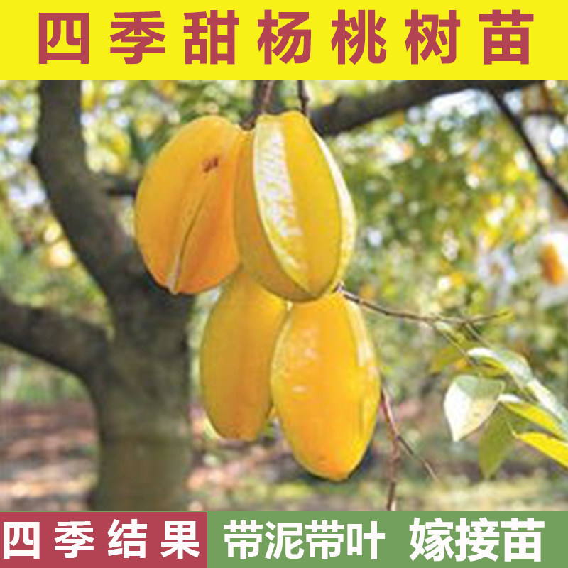 杨桃带泥球发货正宗嫁接苗图片