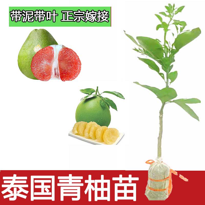 泰国红宝石青柚嫁接苗柚子树苗新品种考雅柚苗越南蜜柚三红心柚子