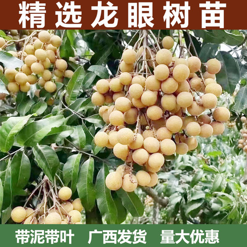 龙眼树苗带泥带叶当年结果