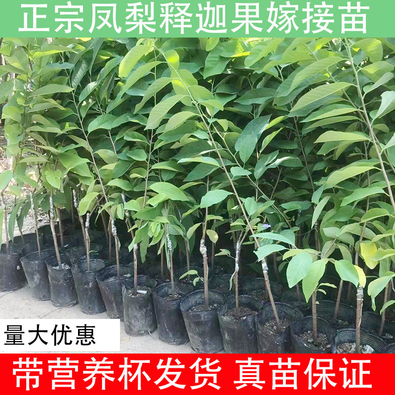 释迦果苗树嫁接台湾凤梨释迦南方种植牛奶番荔枝水果苗木庭院果树