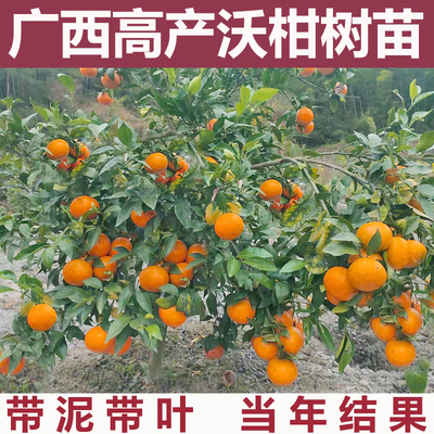 广西沃柑树苗带泥带叶基地直发