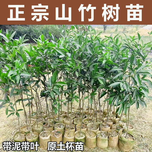 四季常绿正宗品种山竹苗带土