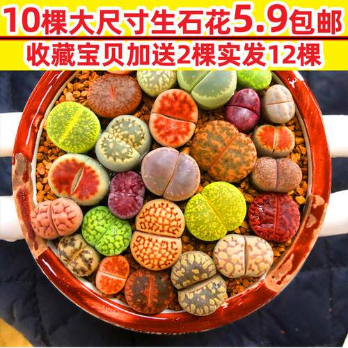 生石花2年苗价格 生石花2年苗图片 星期三