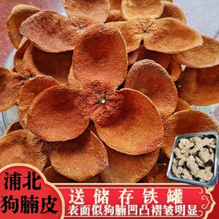 （狗腩皮）广西浦北40年树龄茶枝柑 老树冬后满天星陈皮 大红香甜