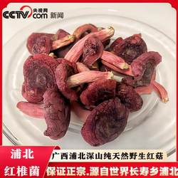 2025广西浦北正宗野生红椎菌小菇丁 开伞大裂菇干红菇红菌菇干货