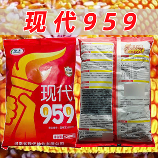 现代959玉米种子高产优质农作物种子4200粒农用大田基地粮食玉米