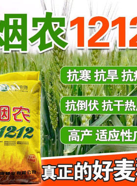 小麦种子烟农1212优质种子苗壮过冬矮杆雨前麦原装正品抗寒强小麦