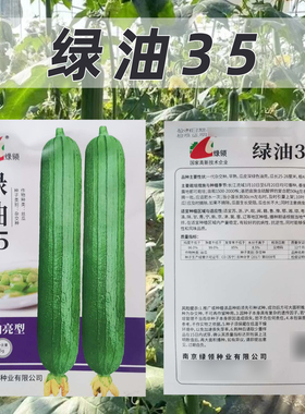 绿领35油菜种子早熟瓜皮深绿色油亮抗病抗逆性强产量稳定丝瓜种籽