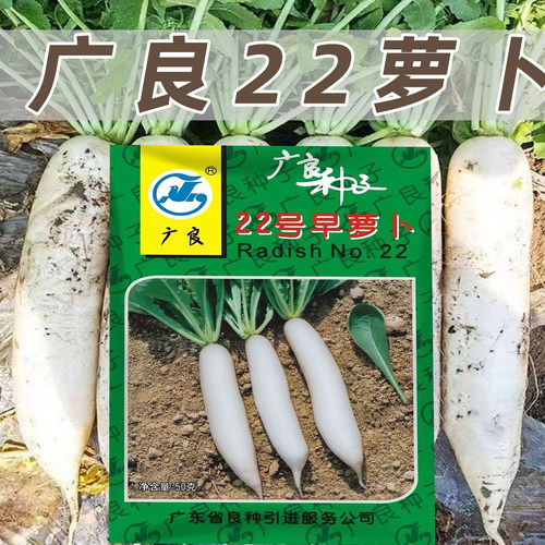 广良22号抗热品种夏白玉白萝卜种子夏秋栽培耐热早熟萝卜种子