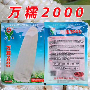 万糯2000鲜糯玉米种子籽孑大田种植商品性好甜糯玉米种子苞谷种籽