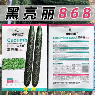 黑亮丽868黄瓜种子极早熟座果率高成瓜快瓜柄短瓜条直黑皮黄瓜种