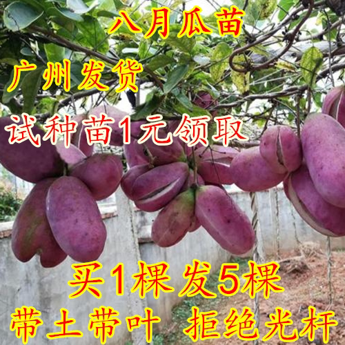 少籽八月瓜树苗野生八月炸瓜苗南北方四季种植爬藤果树苗当年结果