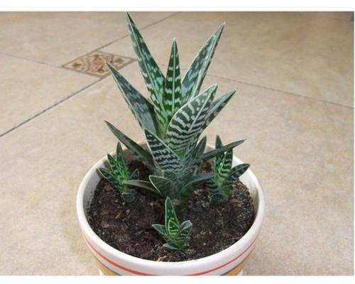 翠花掌 多肉植物耐阴防辐射吸甲醛办公室盆栽花卉绿植净化空气