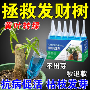 发财树再生剂专用营养液黄叶枯叶烂根专用盆栽植物再生复活液肥料
