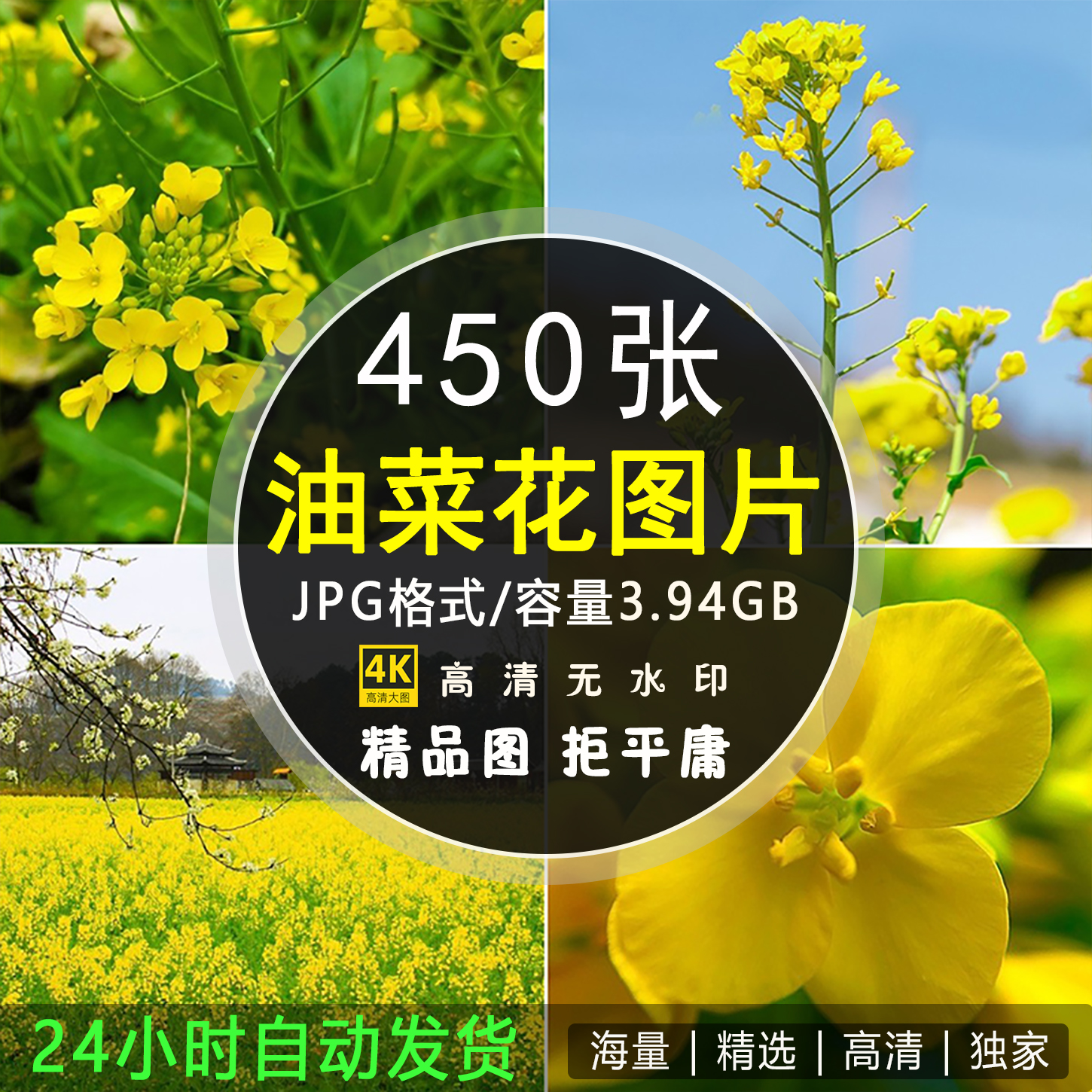 油菜花图片田地唯美金黄色花卉盛开花海田园农田春天风景照片素材