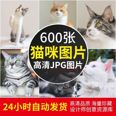 可商用猫实拍图高清cat摄影图可爱宠物猫用品素材无水印设计图片