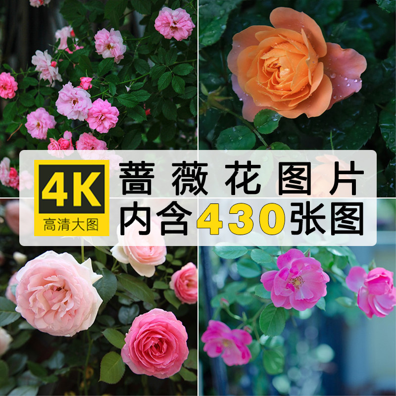 高清竖图片2K蔷薇玫瑰花卉花朵花艺束手机壁纸自媒体PS抖音4K素材