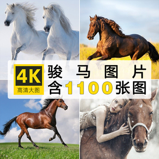 4K高清图库骏马草原牧场白黑枣红宝马驹摄影特写图片壁纸JPG素材
