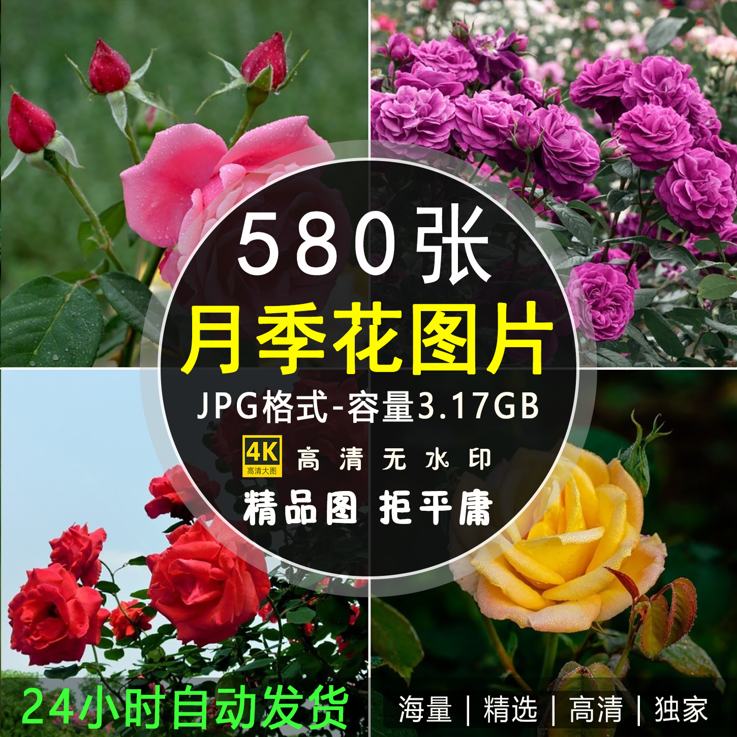 高清月季花特写镜头鲜花植物花卉照图片背景海报平面设计ps素材