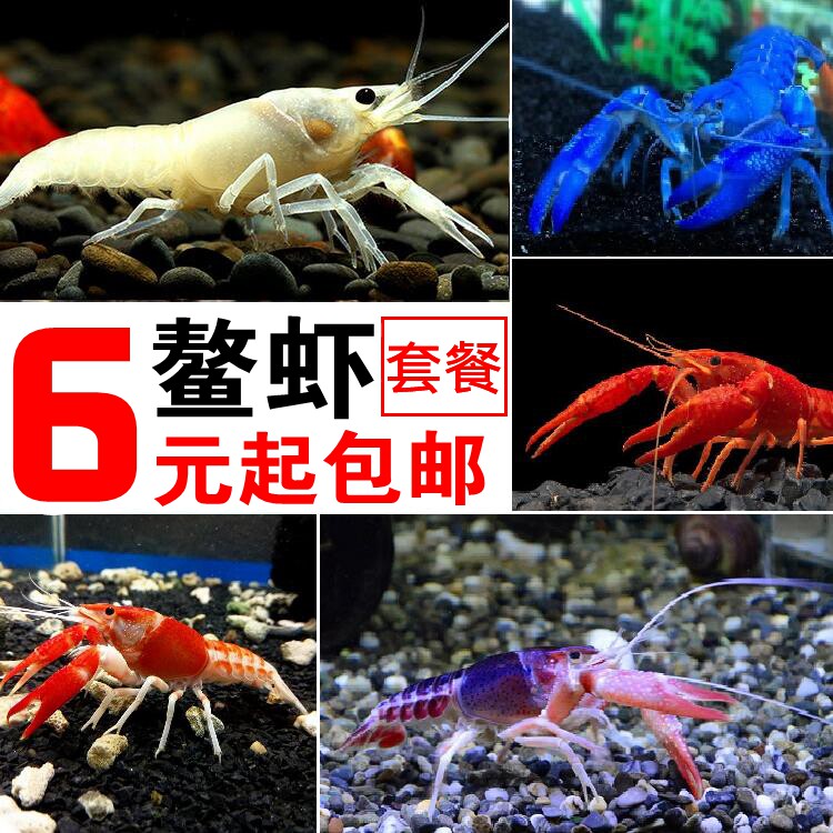 鳌虾观赏虾活体宠物虾天空蓝魔龙纹虾水族淡水红白蓝色小龙虾免邮