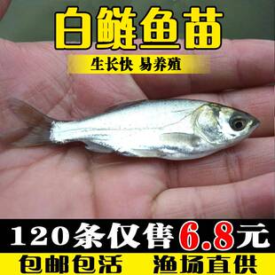白鲢鱼苗活体淡水好养殖冷水观赏鱼饲料鱼特价大头鱼花鲢鳙鳊鱼苗