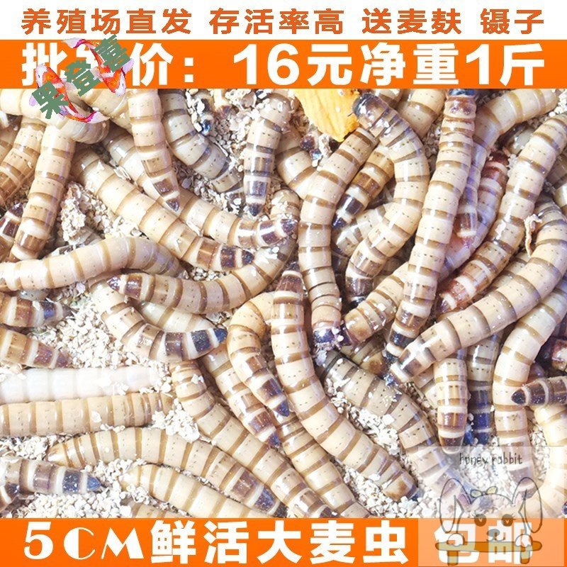 大麦虫黄粉虫鲜活小活虫面包虫子银龙鱼饲料 鱼 食八哥鸟食包邮物