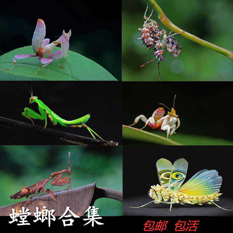 【宠物螳螂合集】个性另类观赏斧螳大刀狭翅兰花 螳螂卵包果蝇杯