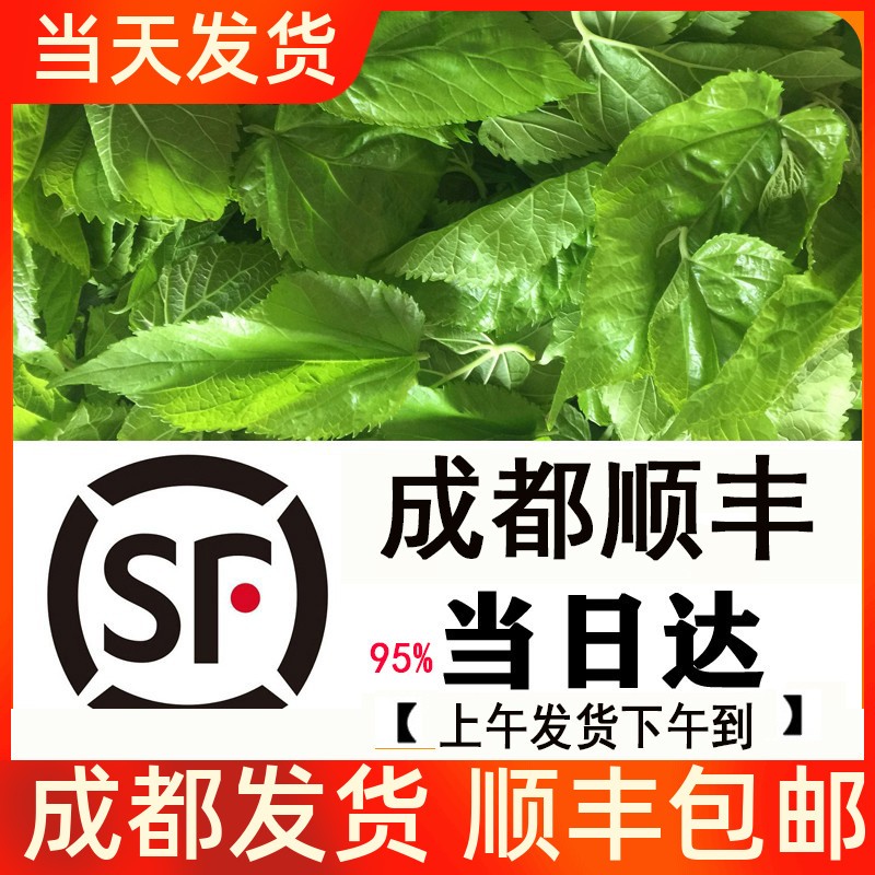 蚕宝宝成都同城顺丰包邮小大蚕新鲜桑叶结茧网养套装蚕1234龄斤蚕