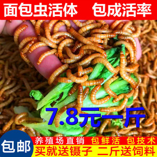 面包虫活体 黄粉虫活虫鲜活虫种虫金龙鱼石蛙仓鼠蜥蜴画眉鸟饲料