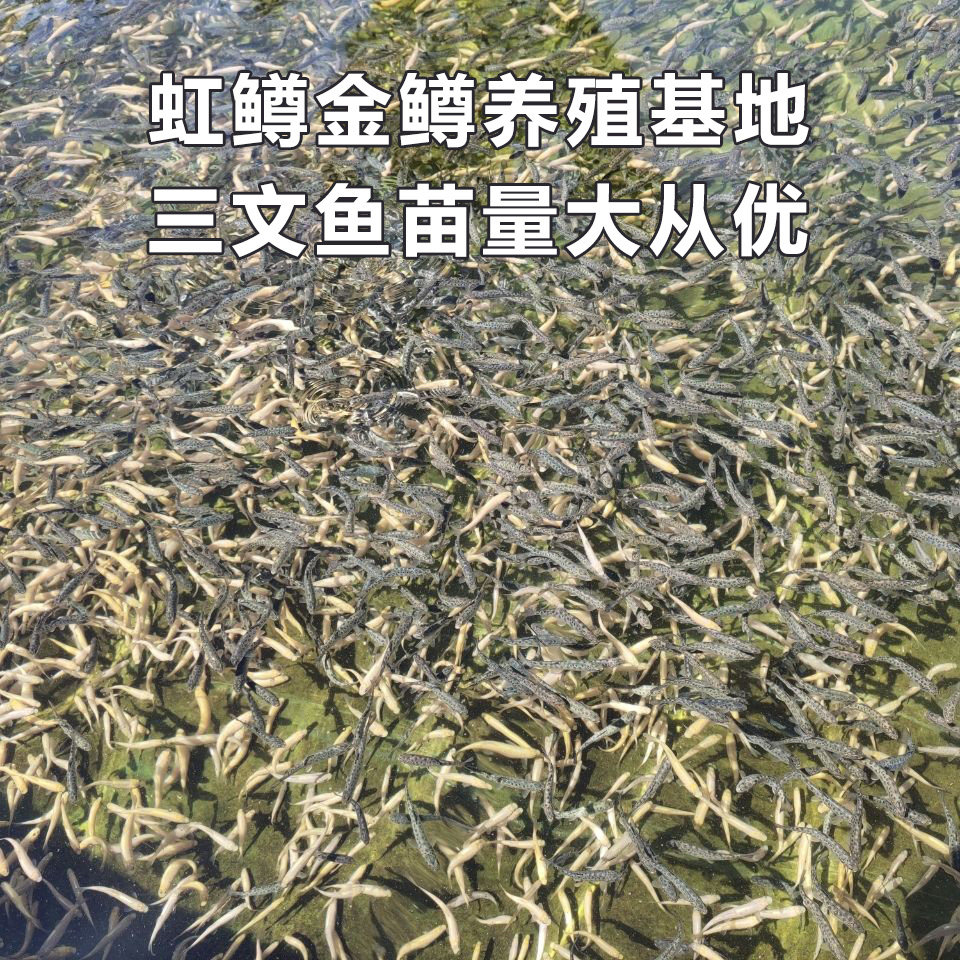 虹鳟鱼苗三文鱼苗淡水养殖食用鱼活体金鳟鱼苗原生鱼稀有观赏鱼