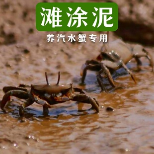 辣椒蟹生态泥铺底观赏蟹打洞泥滩涂泥谭氏泥蟹微景观造景用品河泥