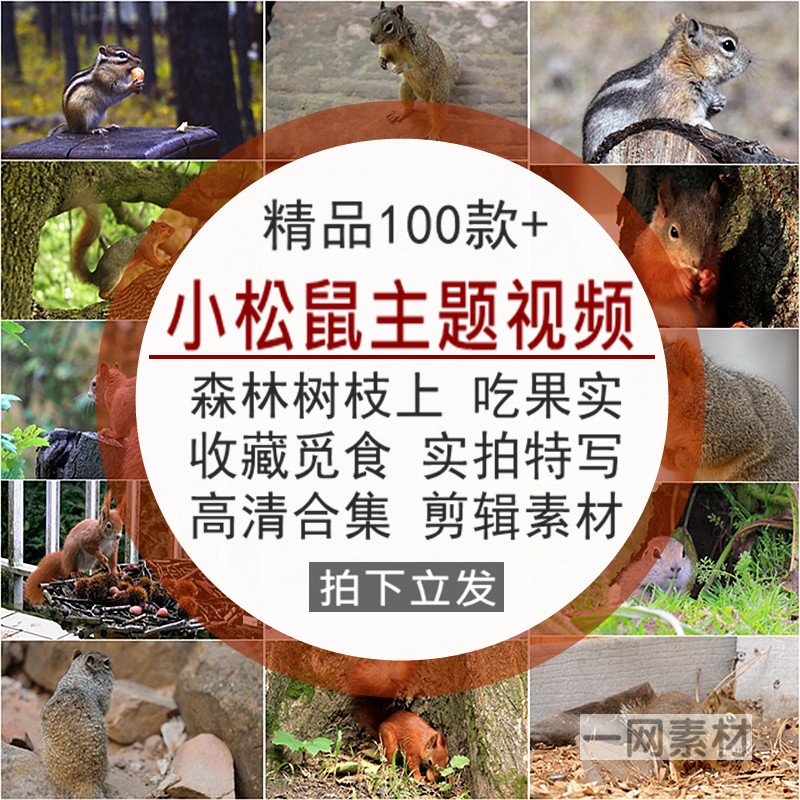 小松鼠主题短视频森林树枝上收藏吃坚果觅食实拍特写高清剪辑素材
