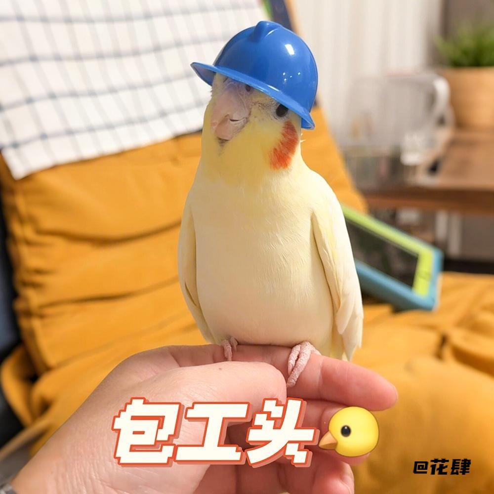 摆拍自嗨玄凤装饰小太阳拍照小头盔小宠专用牡丹鹦鹉玩具搞笑头饰