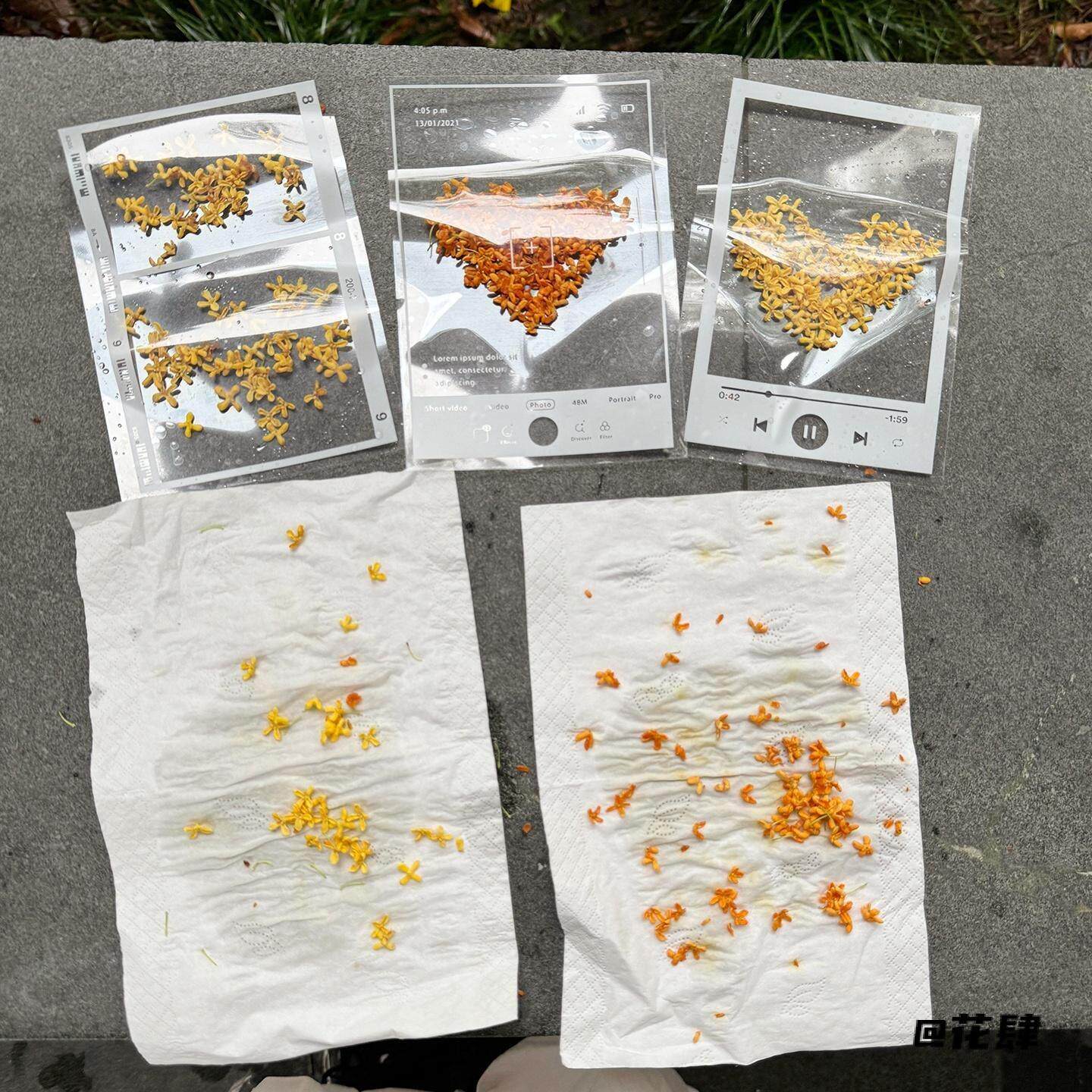 自制透明手工diy植物多功能桂花材料包树叶书签标本干花压花