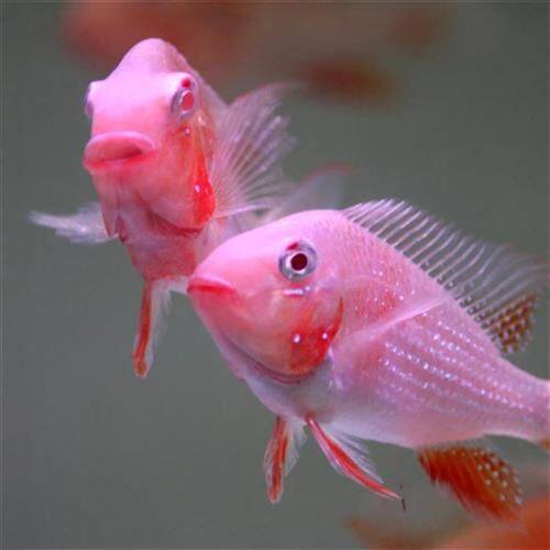 血衣关刀鱼素材模板 血衣关刀鱼图片下载 小麦优选