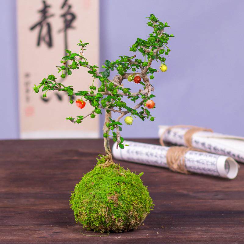 小叶结果福建茶盆景好养易活室内茶几阳台喜光绿植净化空气小绿植