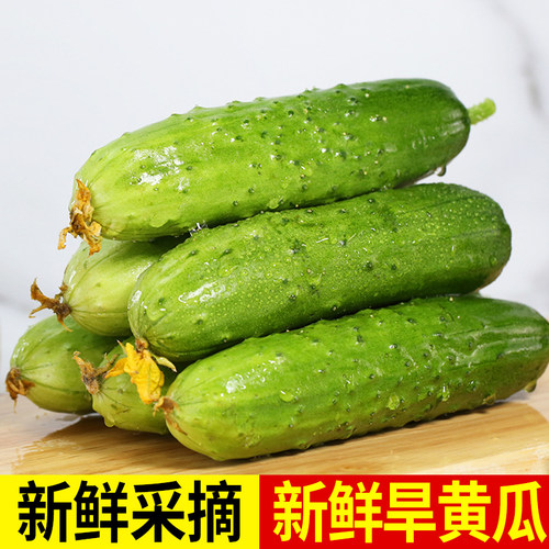 山东生吃脆嫩整箱包邮小黄瓜