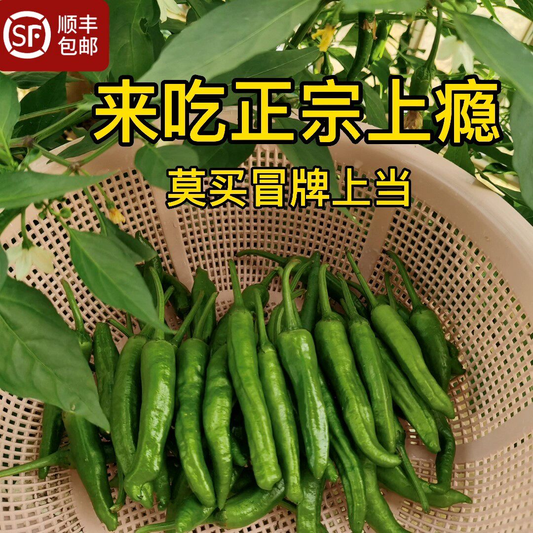 正宗樟树港辣椒新鲜1斤 湖南湘阴特产老青椒土辣椒香辣中辣特辣