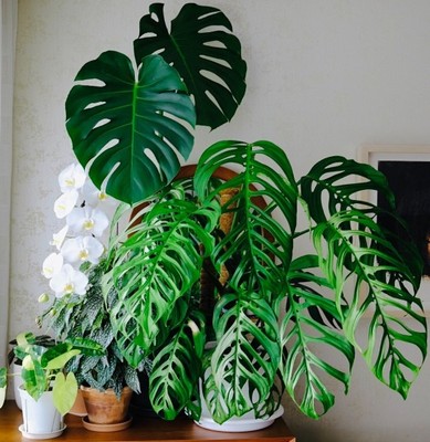 巨洞龟背竹ME巨洞龟背竹me巨洞龟背开洞大叶巨叶