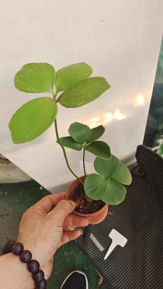 墨西哥铁树小铁树四叶幸运草小盆栽绿植室内办公桌懒人植物迷你