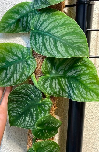杜比亚龟背竹爬藤杜比亚龟背竹爬藤龟背攀爬植物爬墙植物室内室外