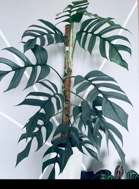 蓝宿雾麒麟尾蓝色叶片厚叶宿务蓝麒麟尾蓝宿务麒麟尾室内观叶盆栽