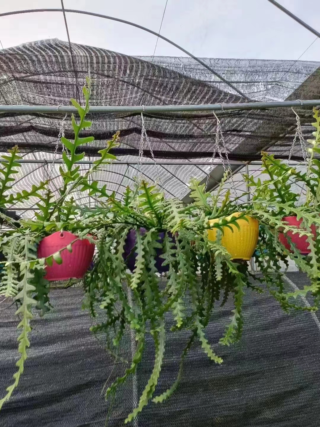 鱼骨令箭荷花大盆鱼骨长藤鱼骨令箭