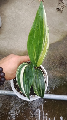 一叶兰锦锦叶一叶兰盆栽一叶兰锦叶耐寒品种室内室外庭院地栽好养