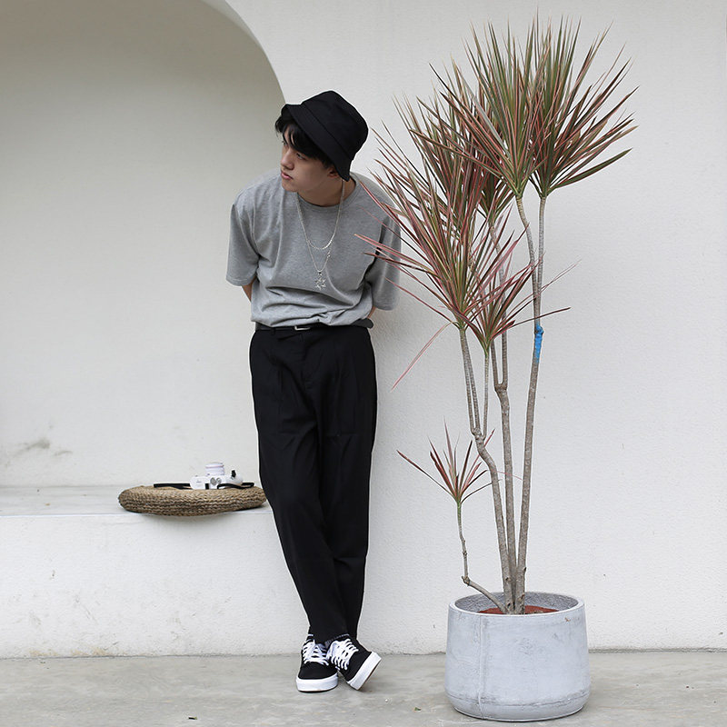 千年木盆栽价格 千年木盆栽图片 星期三