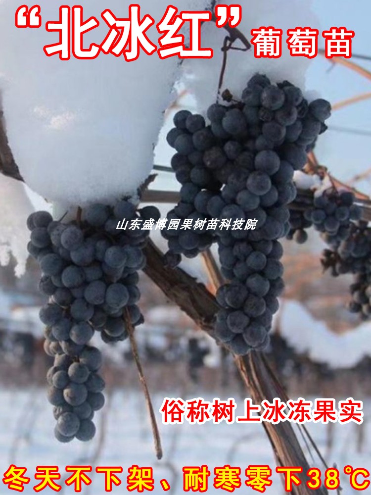 北冰红葡萄苗爬藤双冰红葡萄树苖耐寒冬天不下架四季种植果树果苗
