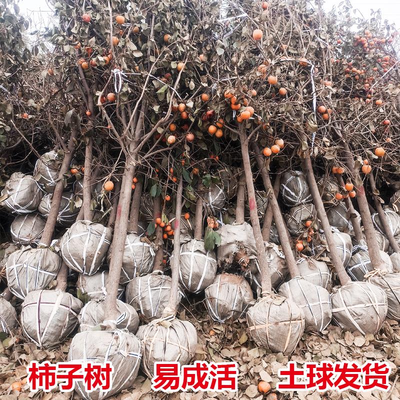 柿子树果苗特大带土无核脆甜牛心柿子苗南北方种植盆地栽庭院果树