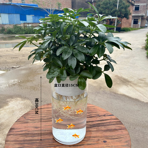 纯水培鸭脚木绿植八方来财七叶莲